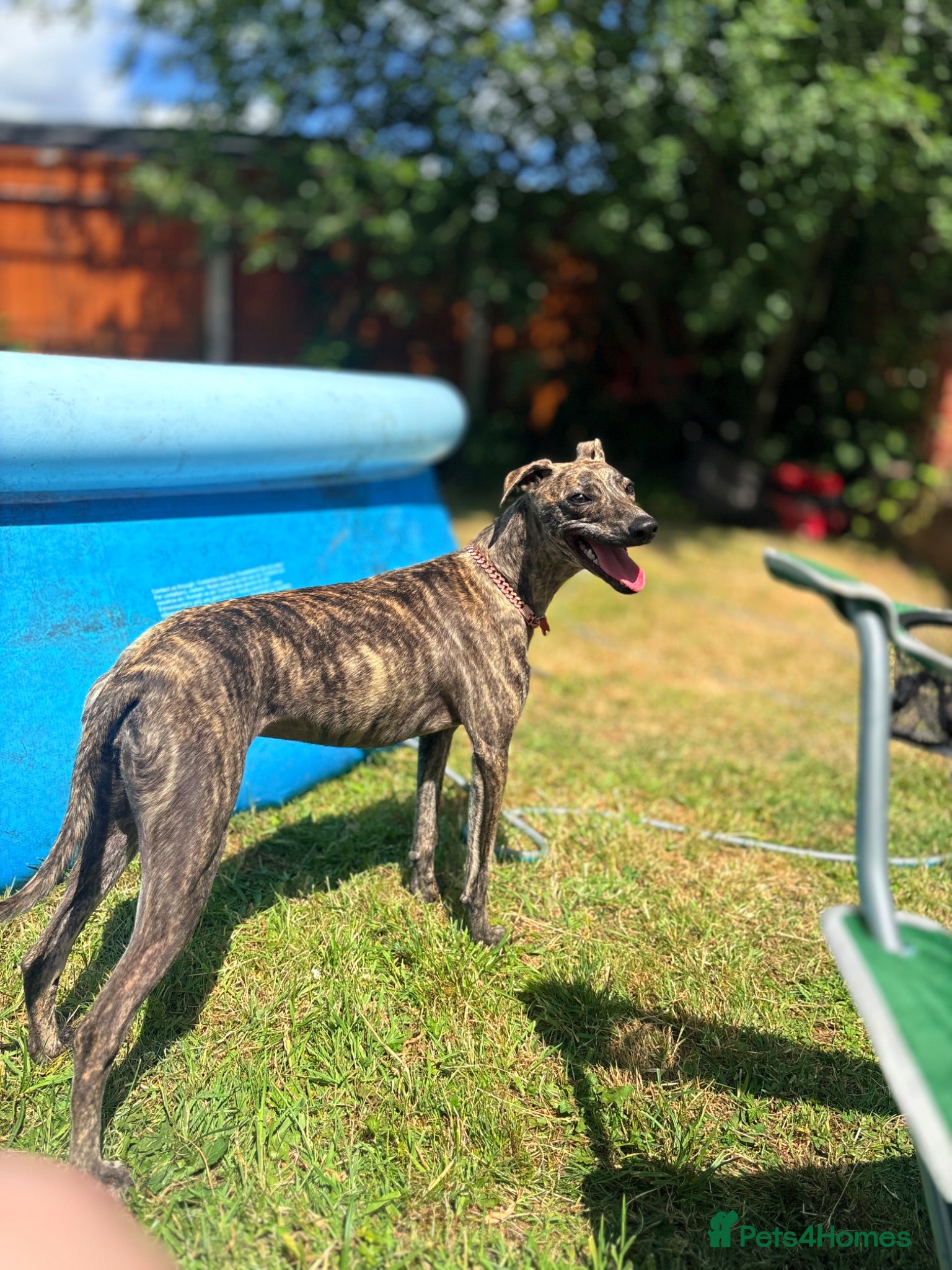 Whippet dogs Whippet bitch for Sale - Advert 5