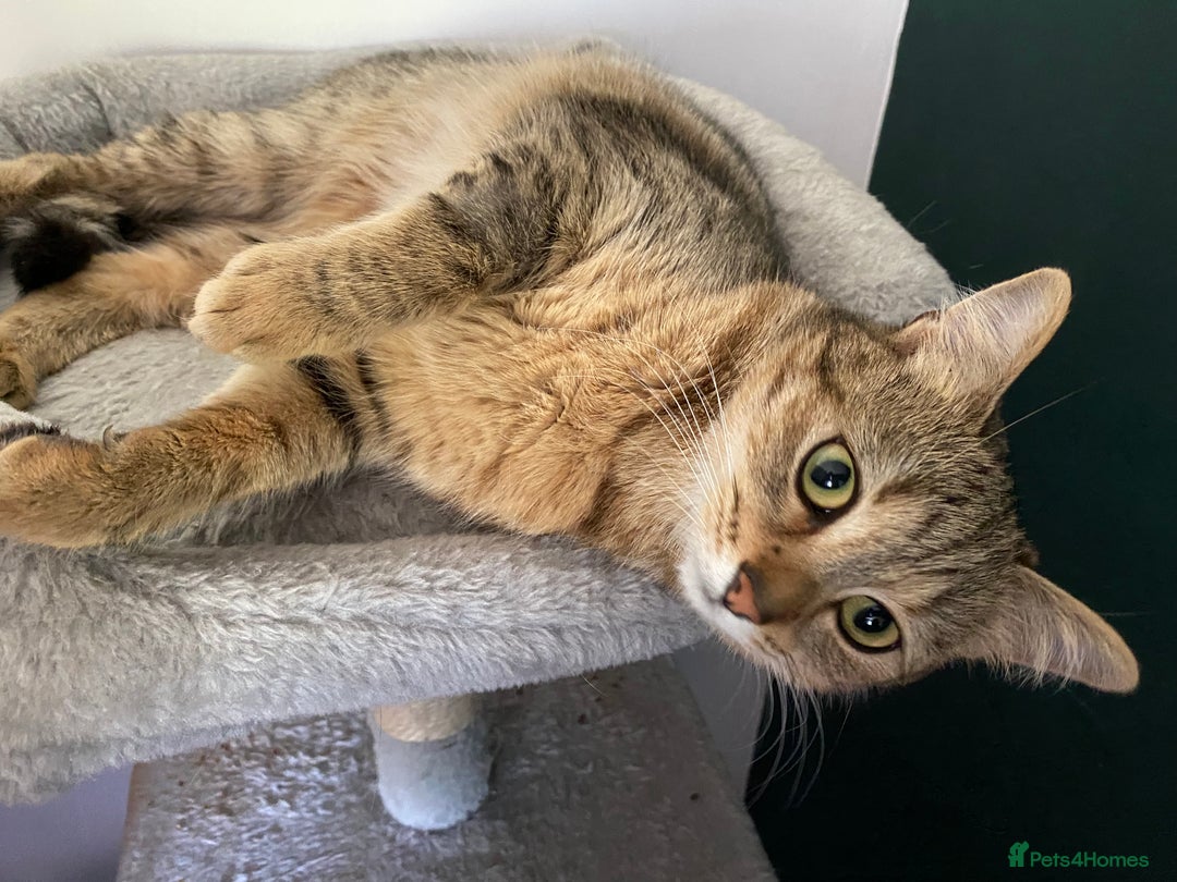 Domestic Shorthair cats for sale: Loving home wanted - Image 1