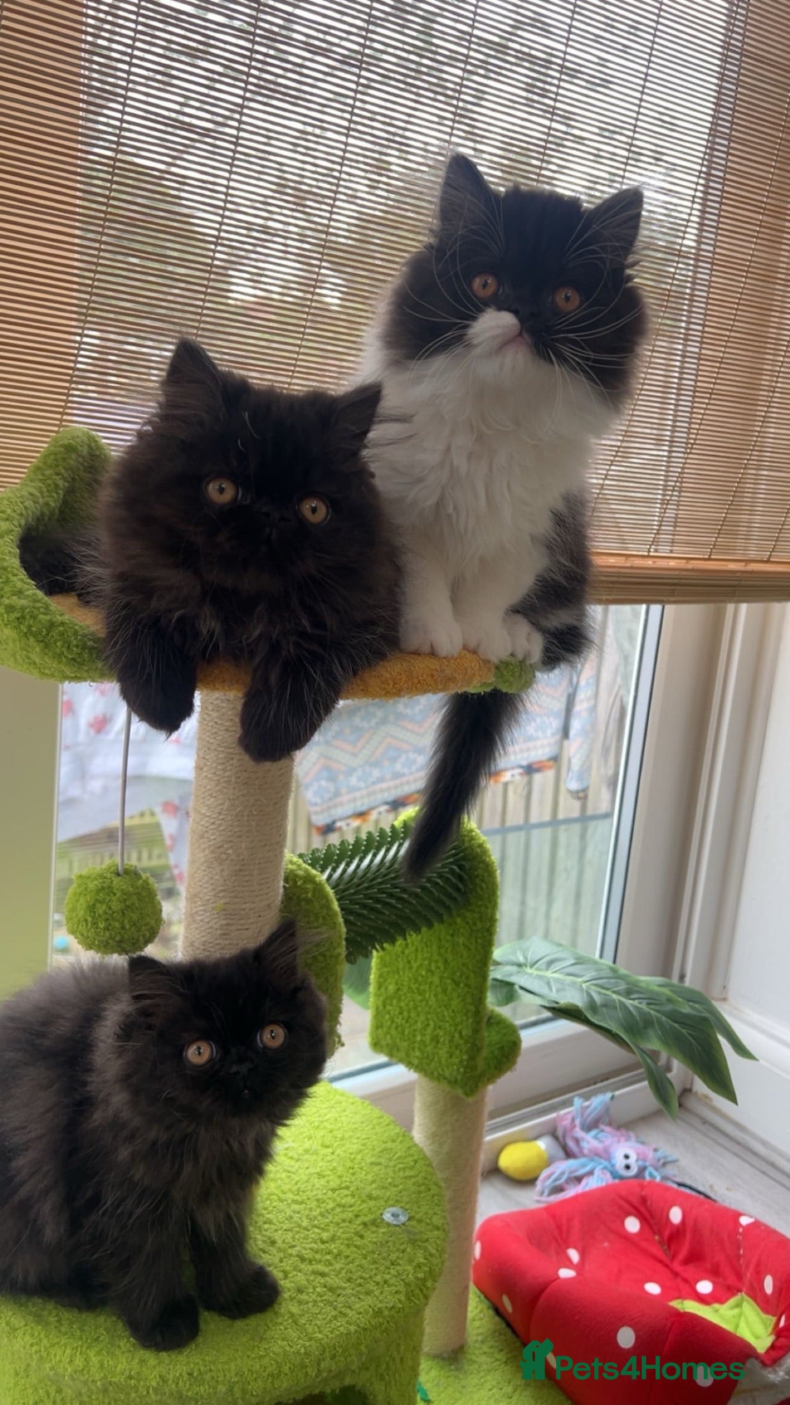 Persian cats Stunning Persian kitten for sale  - Advert 1