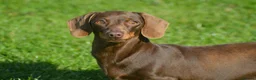Miniature Dachshund dogs for stud: Top Quality PRA clear male for stud in Southport - Advert 2