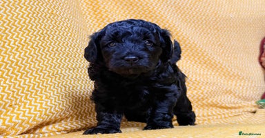 Schnoodle dogs - Advert 5
