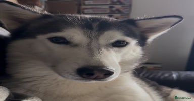 Siberian Husky dogs 6 pure breed husky pups  - Advert 9