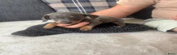 Dachshund dogs for sale: Beautiful dachshund puppies  - Advert 8