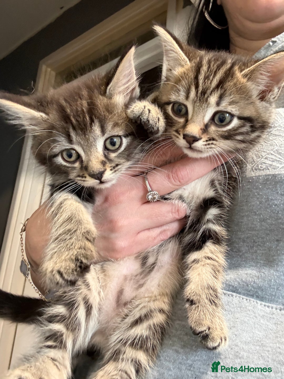 Mixed Breed cats for sale: Mixed breed male kittens - Advert 4