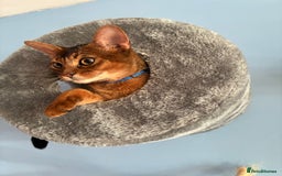 Abyssinian cats for sale: Abyssinian kitten looking for his new forever home - Advert 13