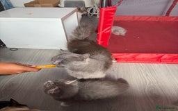 British Shorthair cats for sale: Last one left grey and white female  - Image 21