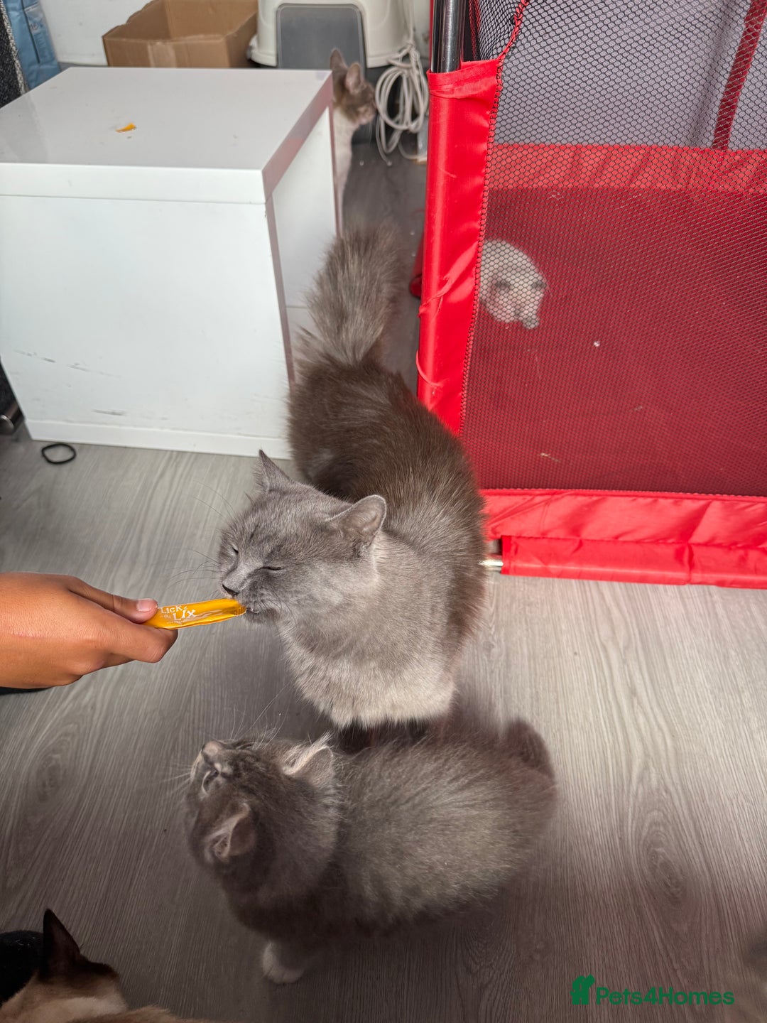 British Shorthair cats for sale: Last one left grey and white female  - Image 21