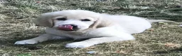 Golden Retriever dogs for sale: Championship lines puppies-ready now - Advert 4