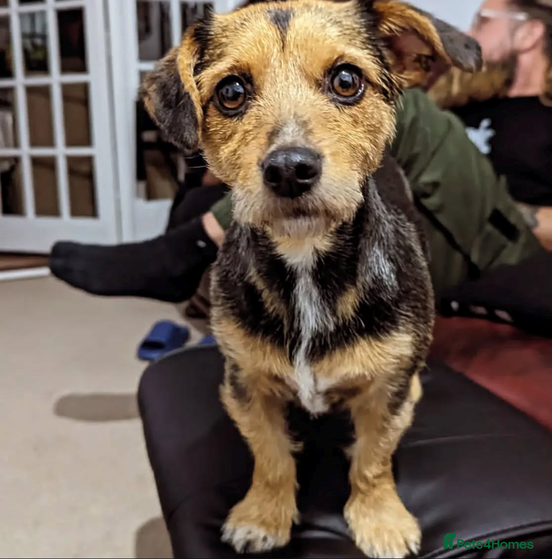 Mixed Breed dogs for sale: Puppies: Cocker Spaniel/Jack Russell  - Advert 2