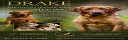 Labrador Retriever dogs for stud: KC Working Dark Fox Red Lab Stud - Advert 2