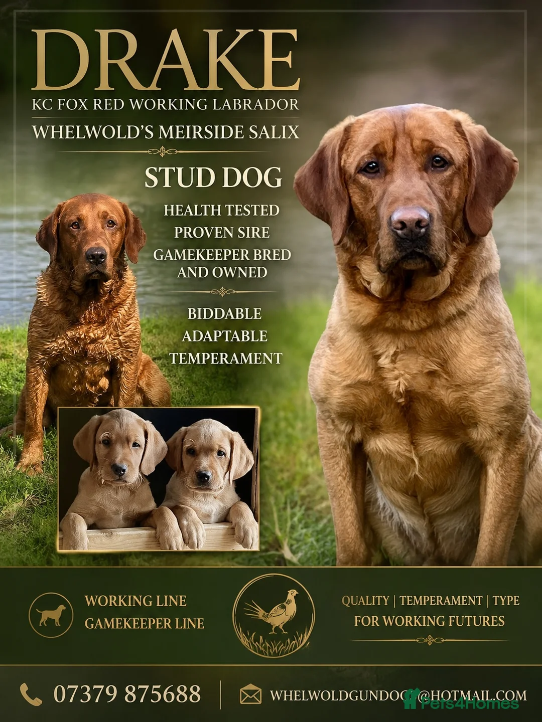 Labrador Retriever dogs for stud: KC Working Dark Fox Red Lab Stud - Advert 2