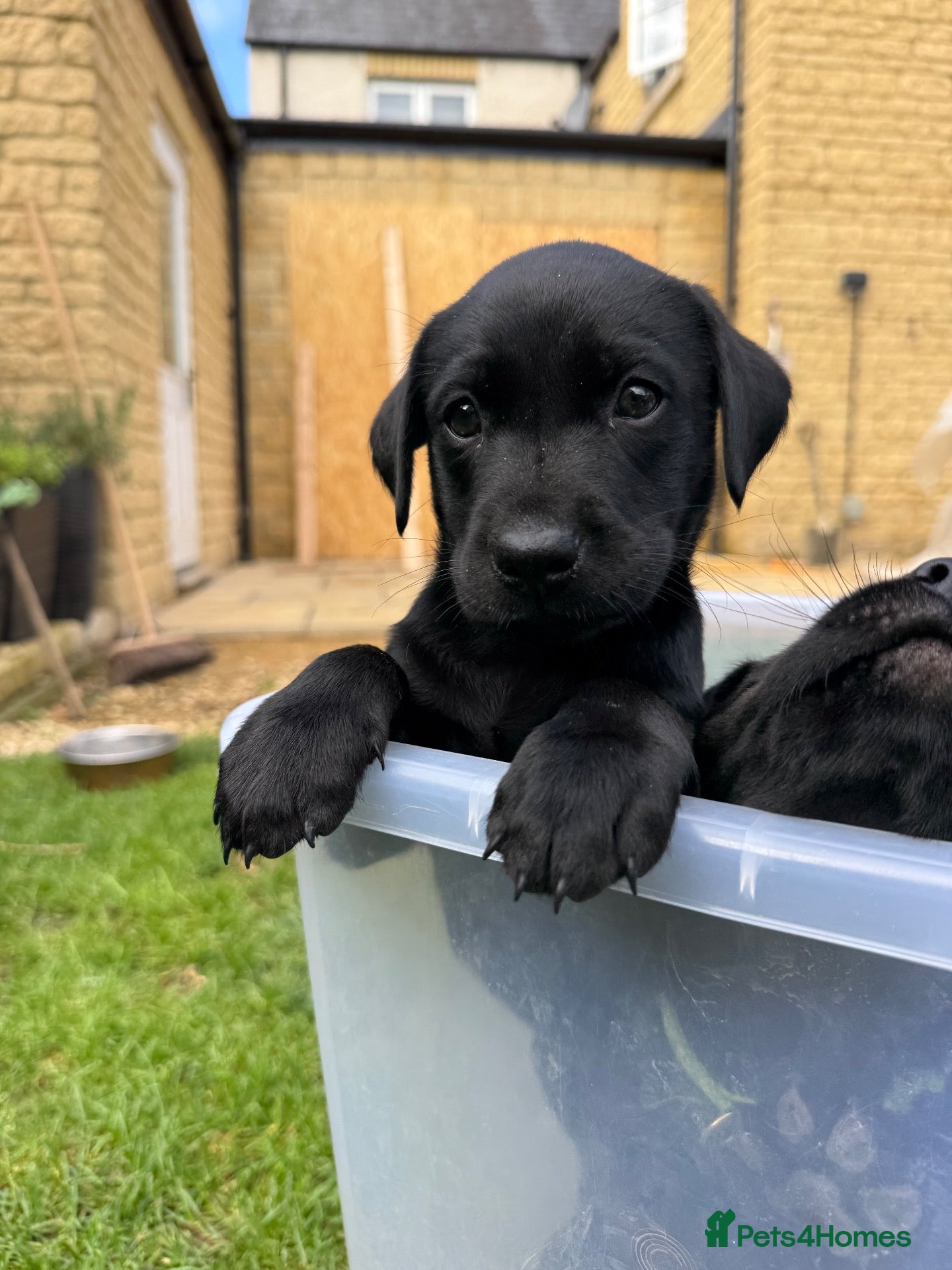 Labrador Retriever dogs 3 black boys left   - Advert 2