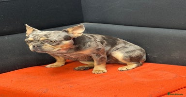 French Bulldog dogs - Advert 9