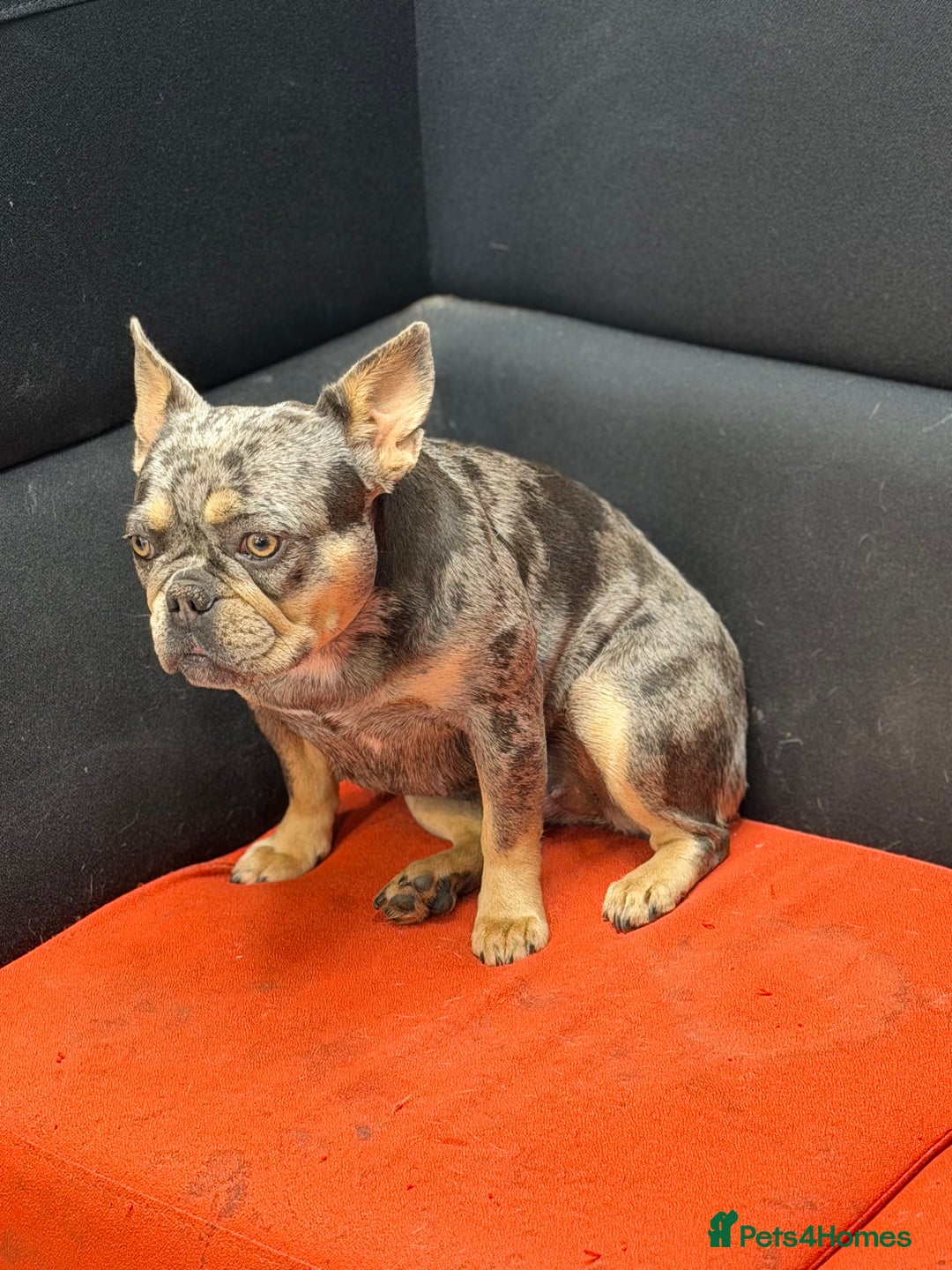 French Bulldog dogs for sale: French bulldog bitch merle  - Advert 3
