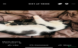 Domestic Shorthair cats for sale: Kittens available for adoption - Image 3