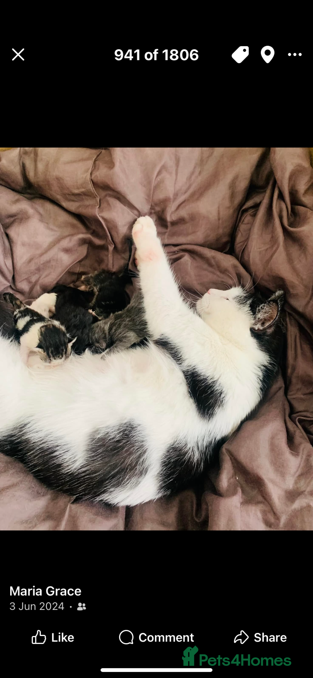 Domestic Shorthair cats for sale: Kittens available for adoption - Image 3