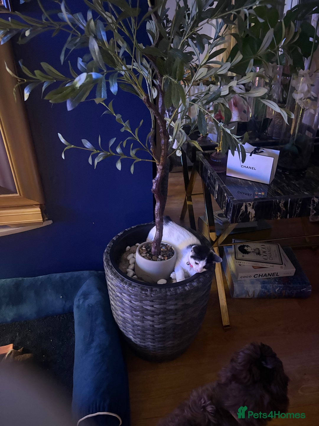 Mixed Breed cats for sale: Beautiful kitten  - Advert 4