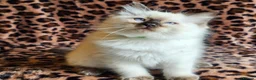 Ragdoll cats for sale: Ragdoll Kittens  - Advert 8