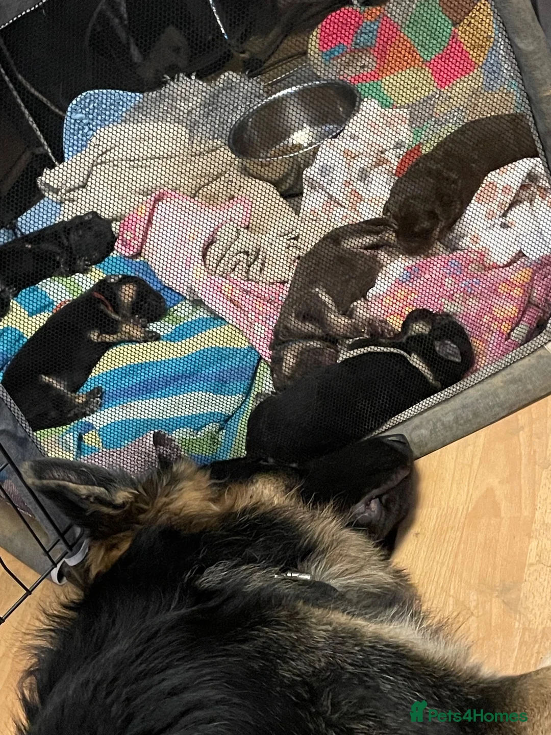 German Shepherd dogs for sale: Pure German Shepherd puppies in Spalding - Advert 2