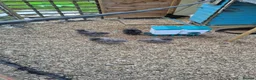 Chickens poultry for sale: Silkies  in Oxford - Advert 2