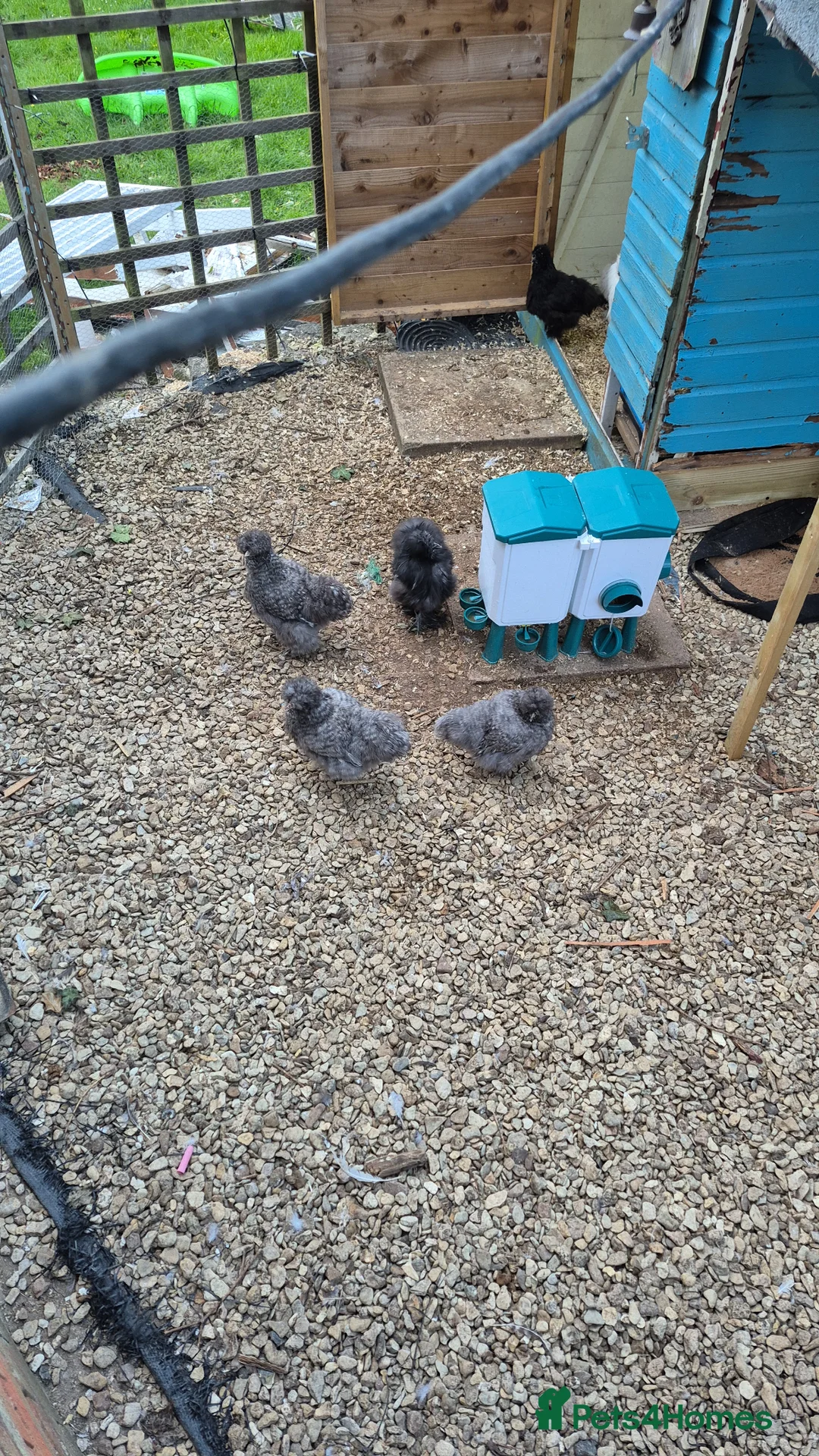 Chickens poultry for sale: Silkies  in Oxford - Advert 2