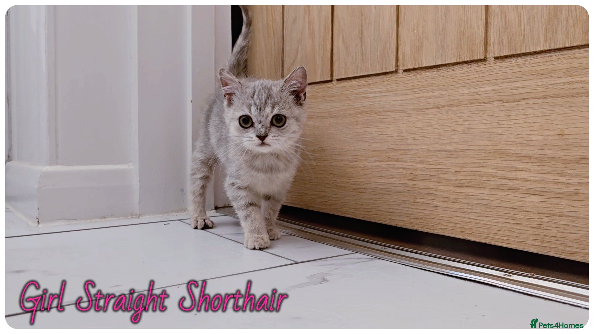Scottish Fold cats Scotish fold kittens - Advert 5