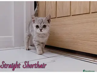 Scottish Fold cats Scotish fold kittens - Advert 5