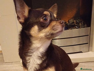 Chihuahua dogs in Ipswich - Advert 7