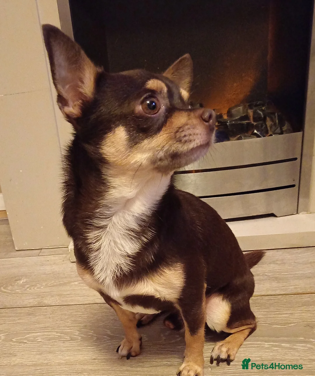 Chihuahua dogs for stud: Chocolate Tri  for stud in Ipswich - Advert 1