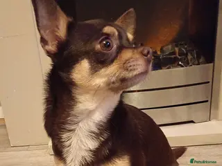 Chihuahua dogs Chocolate Tri for stud in Ipswich - Advert 3