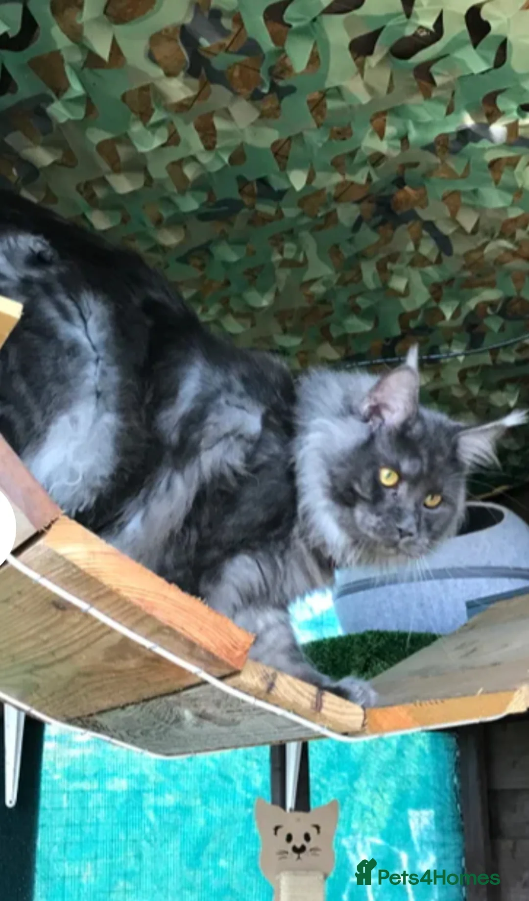 Maine Coon cats for sale: GCCF quality maine coon kittens - Advert 10