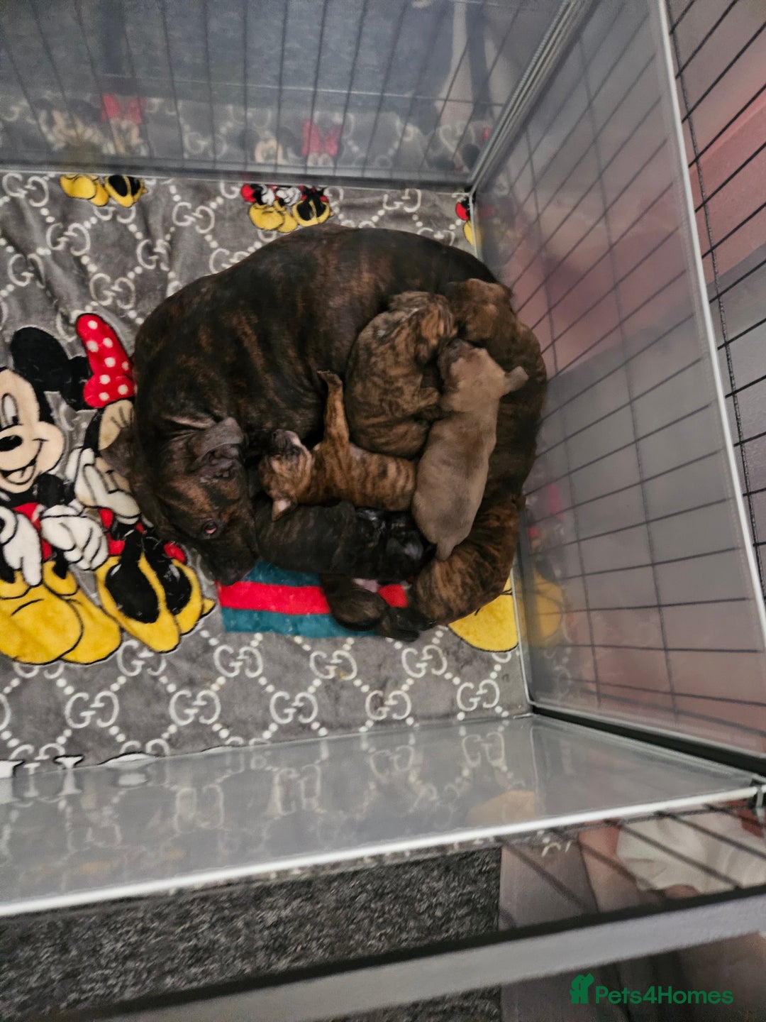 Staffordshire Bull Terrier dogs for sale: 🐶  STAFFY PUPPYS 🐶  - Image 4