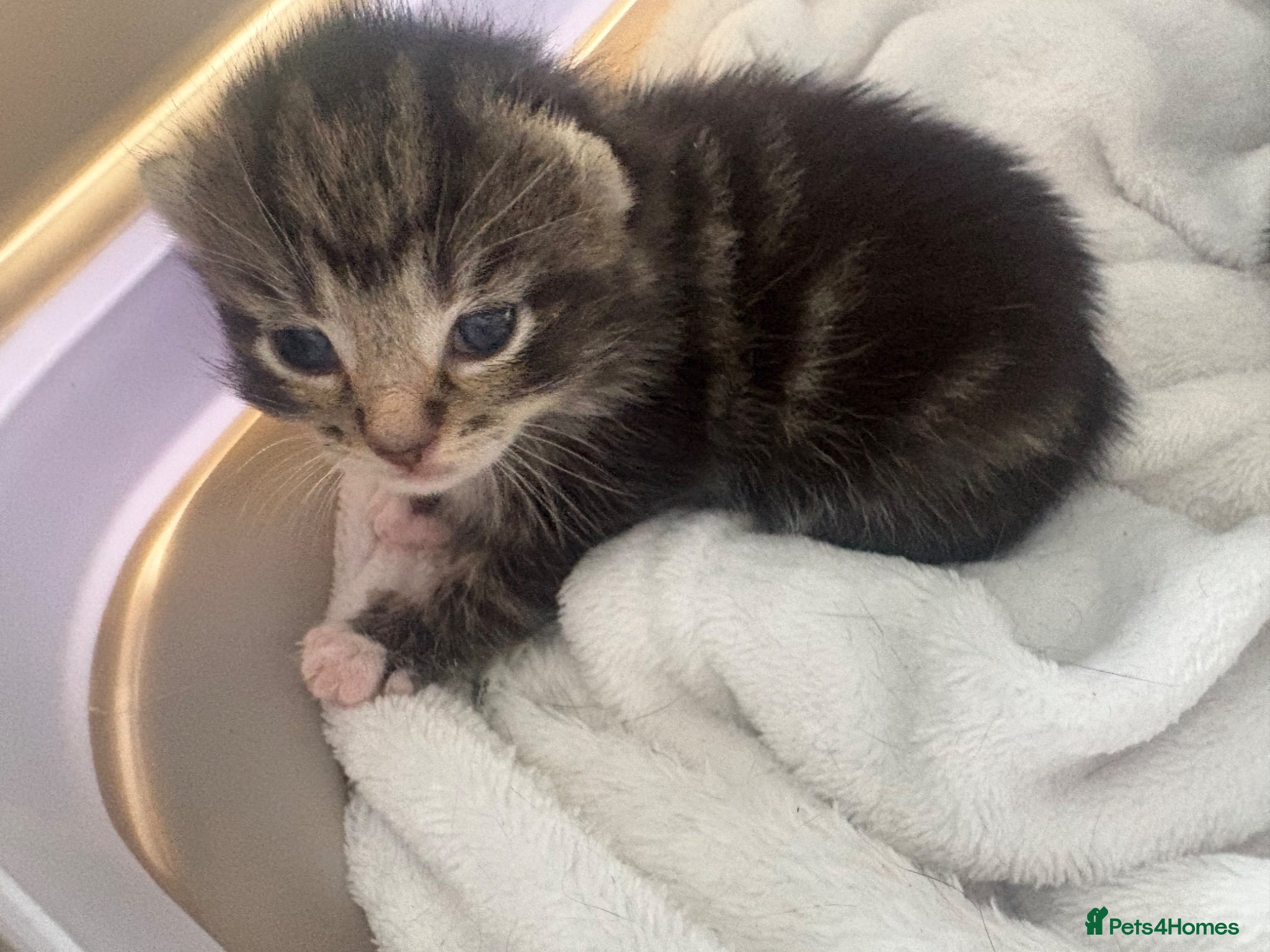 Mixed Breed cats 3 beautiful fur babies for sale  - Advert 17