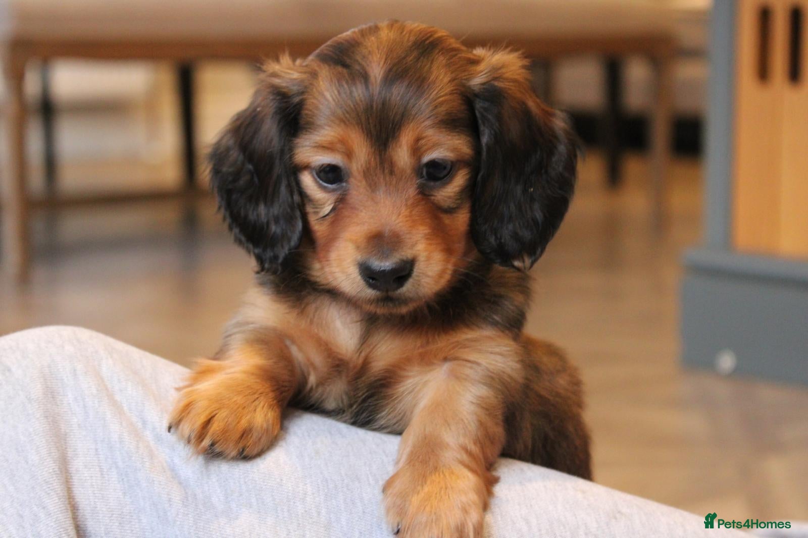 Miniature Dachshund dogs Health Tested Mini Dachshunds Surrey ❤️1 boy left  - Advert 10