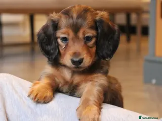 Miniature Dachshund dogs Health Tested Mini Dachshunds Surrey ❤️1 boy left - Advert 10