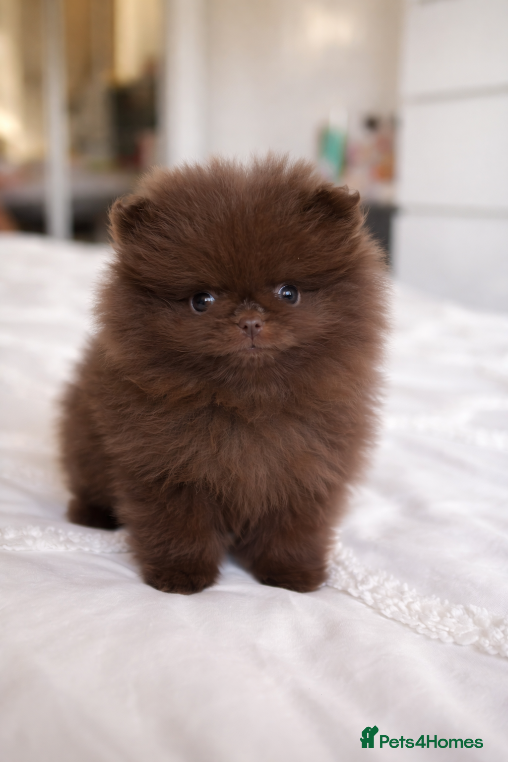 Pomeranian dogs Pomeranian puppy’s  - Advert 4