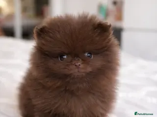 Pomeranian dogs Pomeranian puppy’s - Advert 4