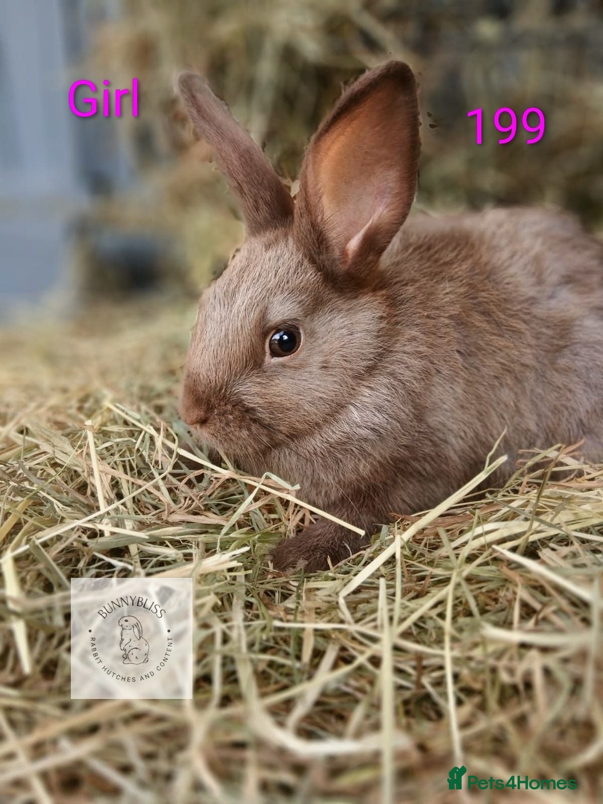 Mixed Breed rabbits ONLY 2 beautiful female bunnies left - Advert 15