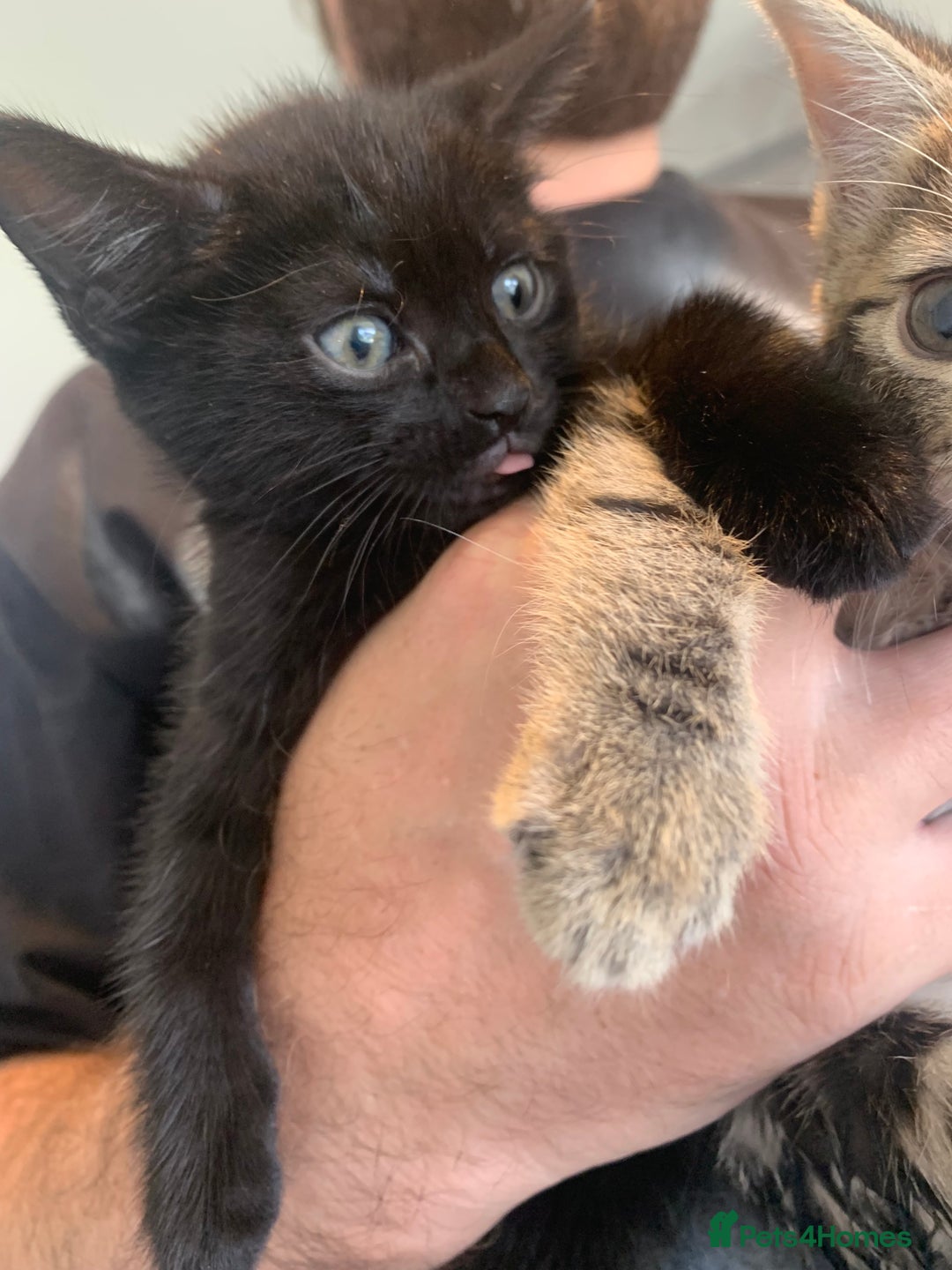 Mixed Breed cats for sale: Boy kitten looking for he’s for ever home  - Image 15