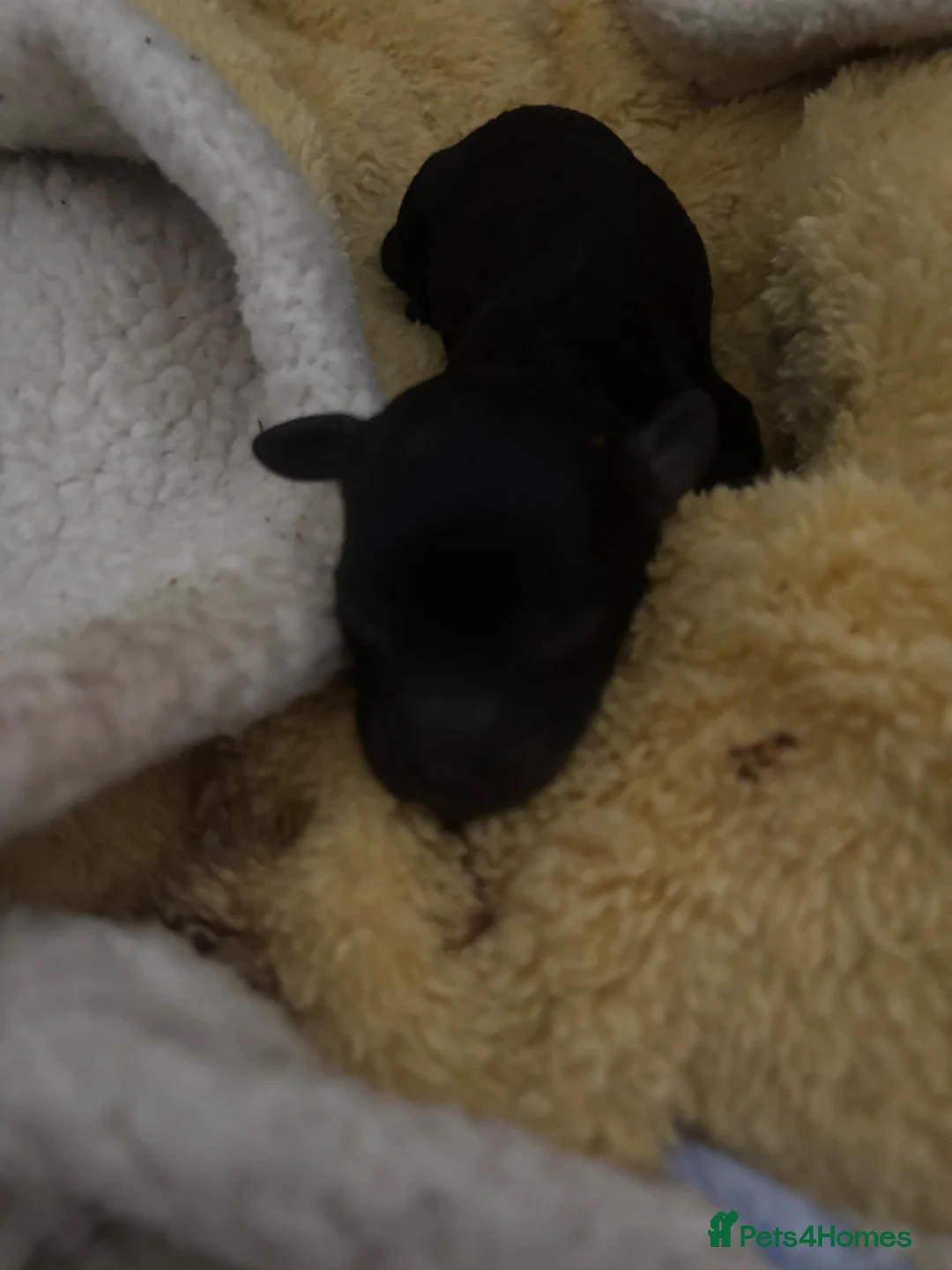 Cockapoo dogs for sale: Cockapoo puppy’s for sale  - Advert 10