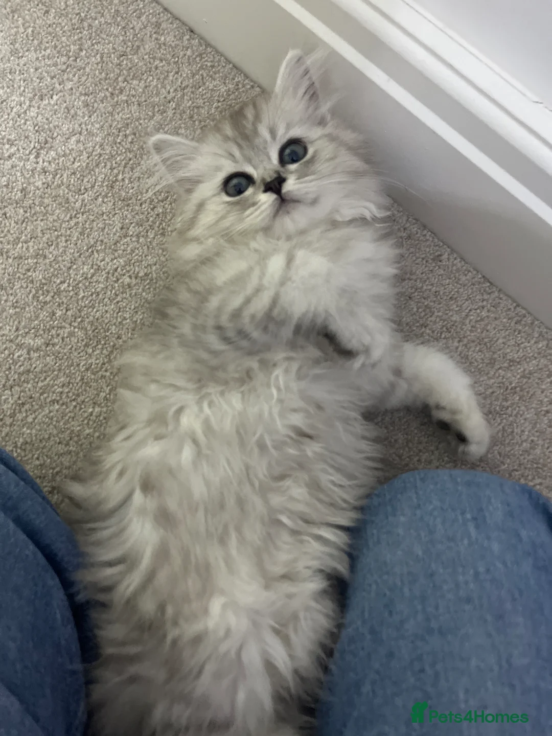 Ragdoll cats for sale: Ragdoll kitten - female 12 weeks old in Huddersfield - Advert 3