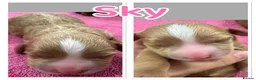 Cavapoo dogs for sale: Beautiful, health tested F1b Cavapoo Puppies - Advert 9