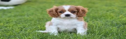 Mixed Breed dogs for sale: Playful Pugalier puppies for sale!  - Advert 26
