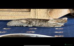 Mixed Breed cats for sale: Milo  - Image 1