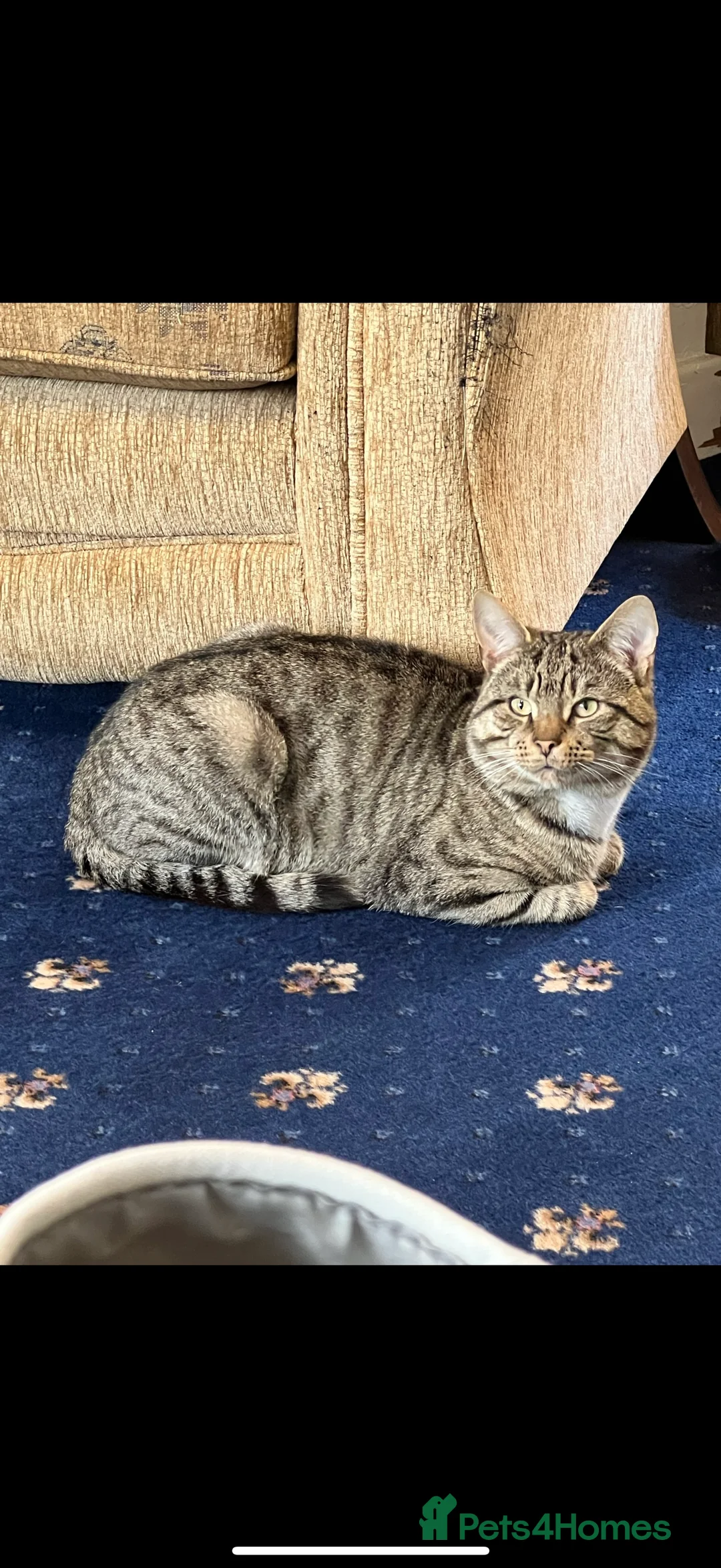 Mixed Breed cats for sale: Milo  - Advert 1