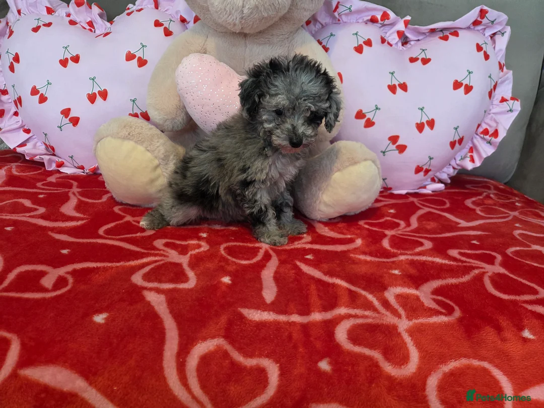 Toy Poodle dogs for sale: Gorgeous littler of x ** mall toy poodles  - Advert 6