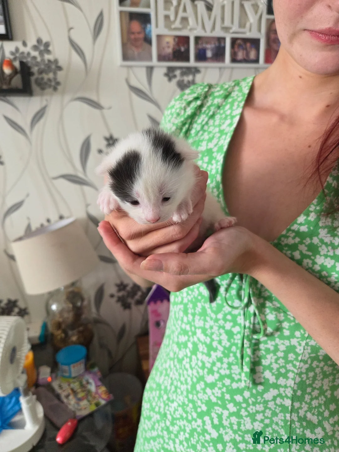 Mixed Breed cats for sale: Mixed breed kittens  in King's Lynn - Advert 2