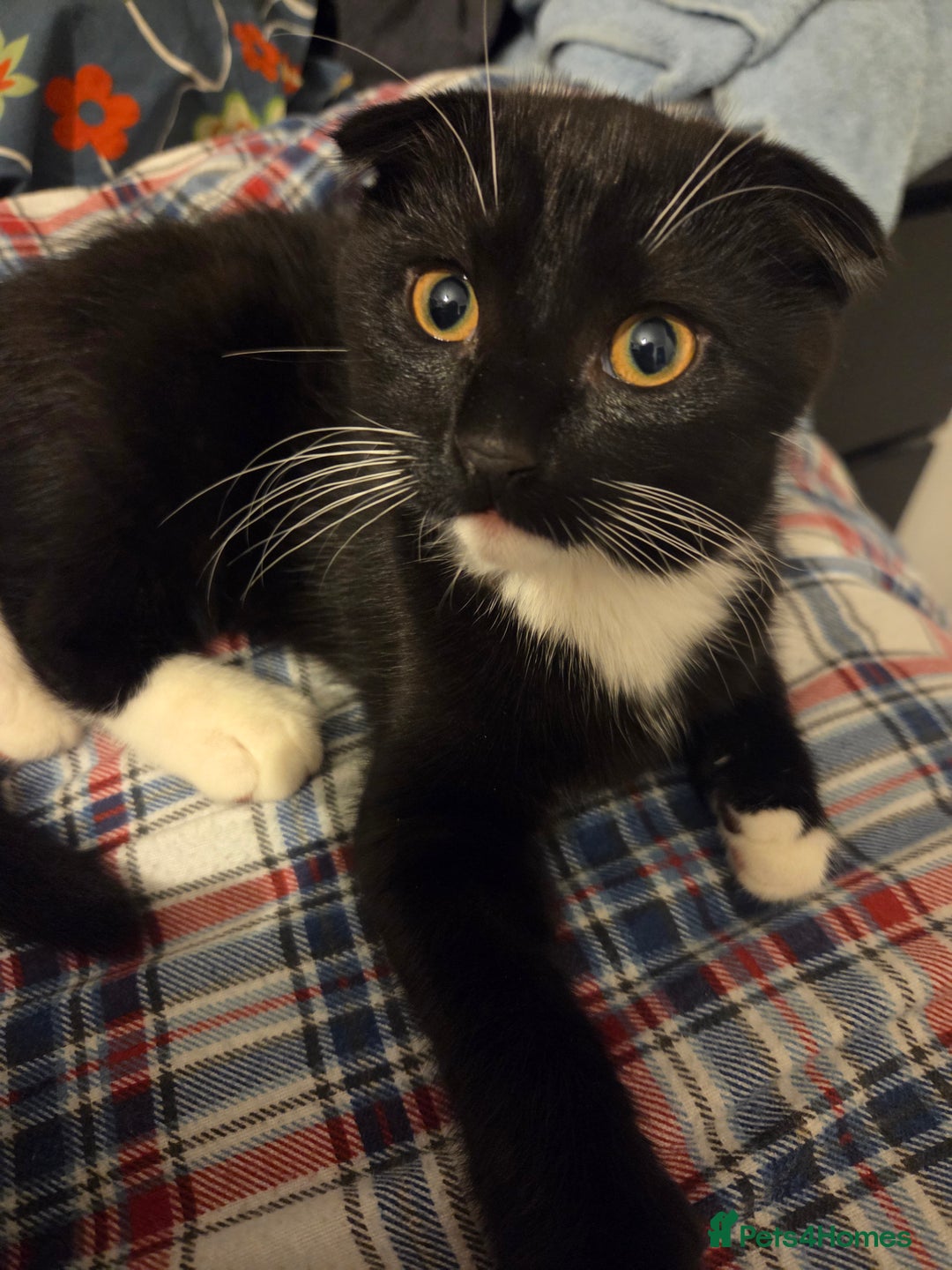 Mixed Breed cats for sale: Male kitten - Advert 6