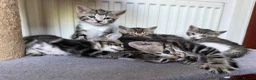 Mixed Breed cats for sale: Tabby Kittens For Sale - Advert 7