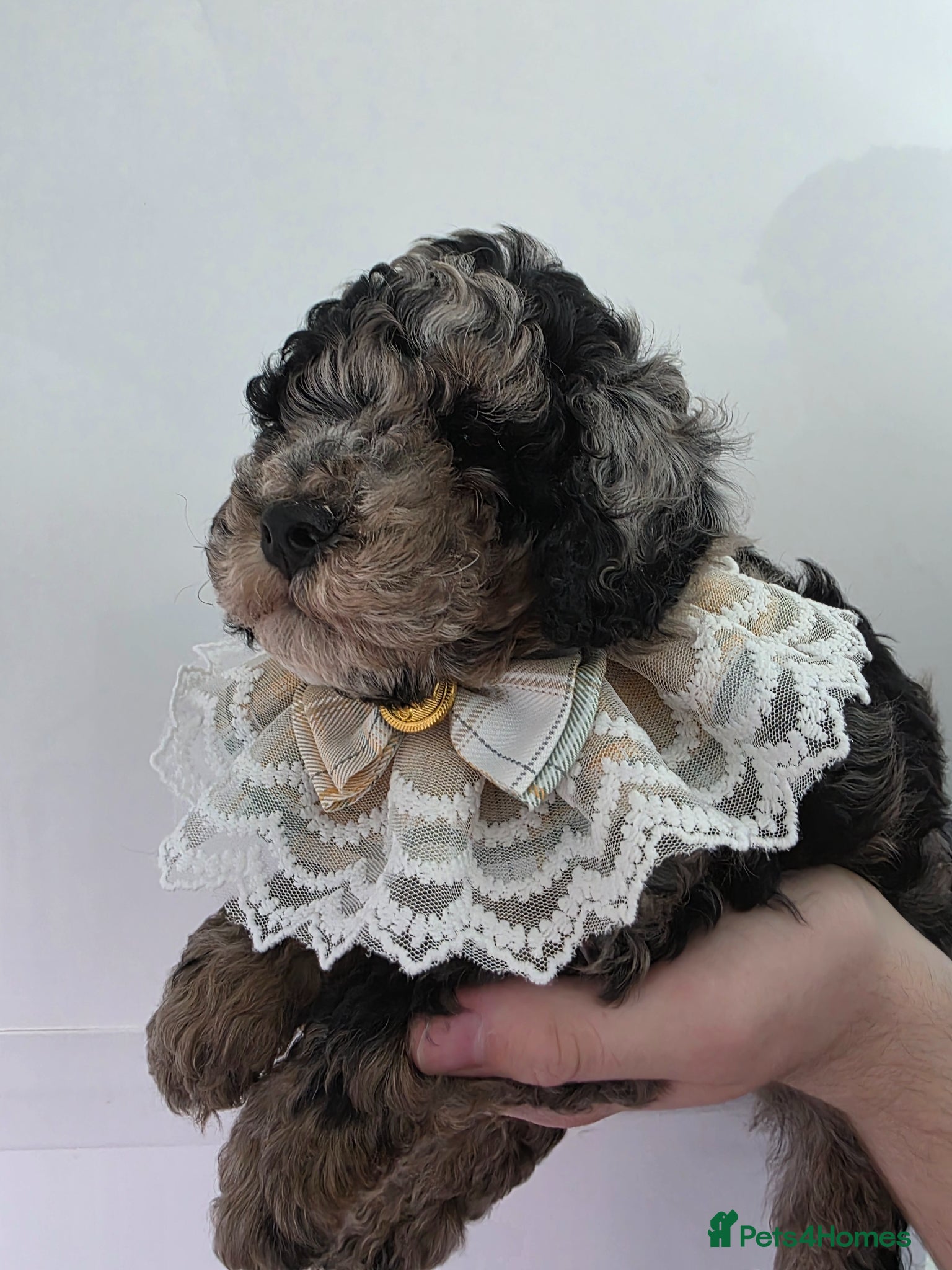 Cavapoo dogs Beautiful f1b cavapoo boys - Advert 6